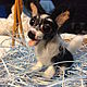 Chihuahua. Stuffed Toys. strand of wool. Online shopping on My Livemaster.  Фото №2