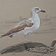  ' Seagull' pastel and charcoal painting, Pictures, Ekaterinburg,  Фото №1