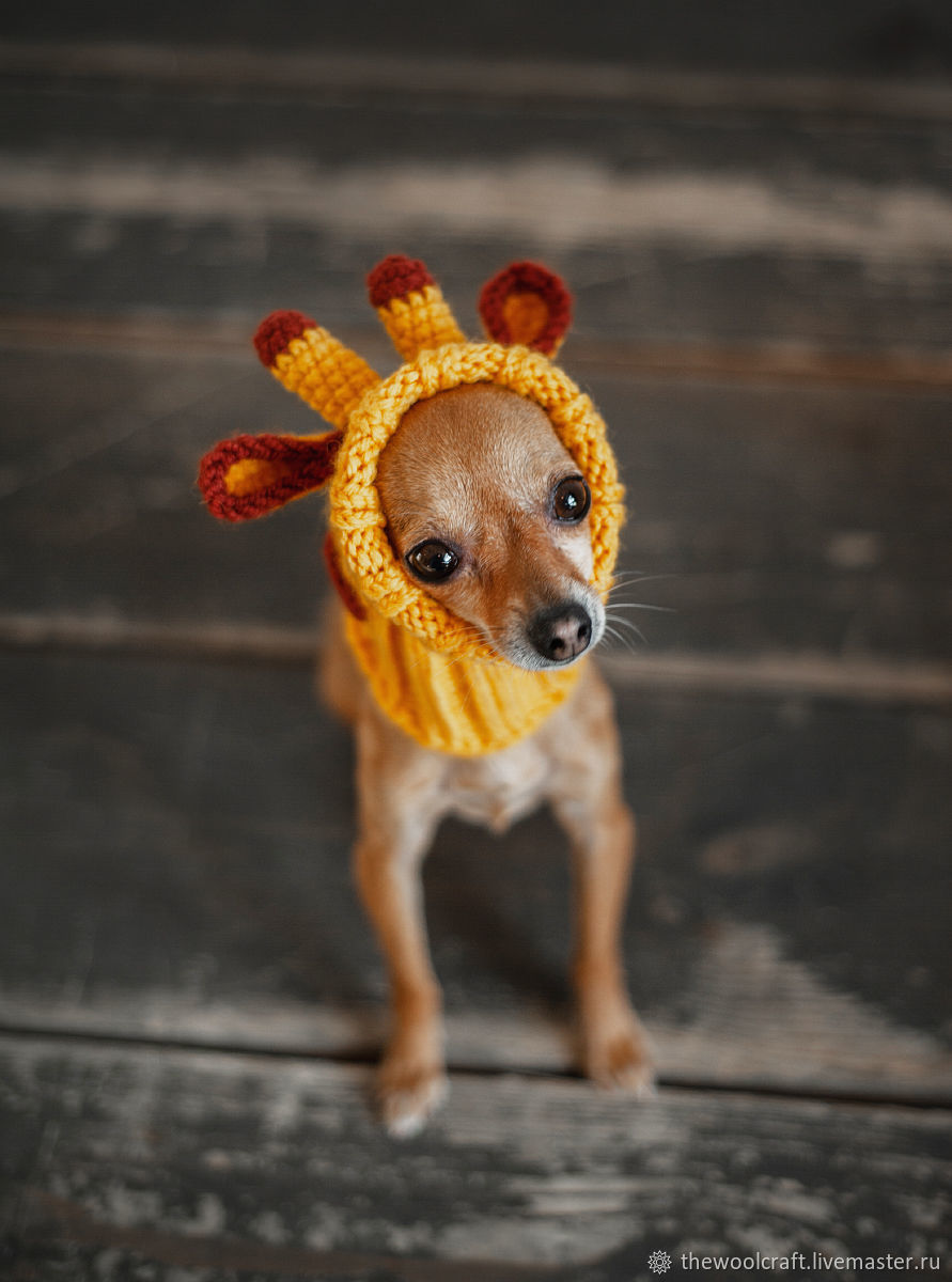 Читать онлайн «Вязаные шапки для собак своими руками», Natalina Zima – Литрес
