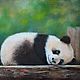 Panda, Pictures, Voronezh,  Фото №1