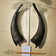 Goat horns paired No. №9. Along the chord 19 cm, Horns, Chertkovo,  Фото №1
