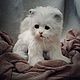  маленький белый котенок, Тедди Зверята, Карпинск,  Фото №1