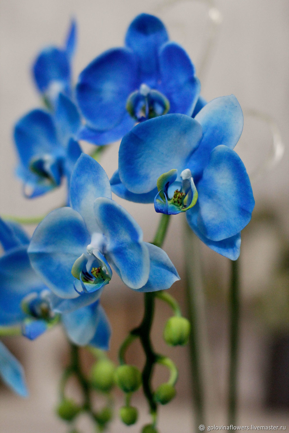 Голубая орхидея порно видео