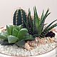 Заказать садик белоснежный 40  для Валентины. Ольга Cactus_with_love. Ярмарка Мастеров. . Композиции Фото №3