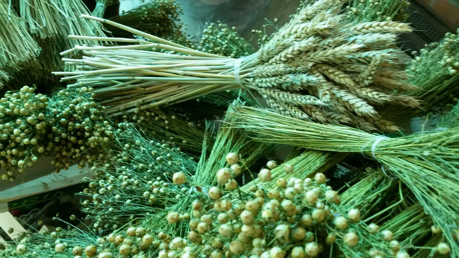 Пучок зеленой пшеницы