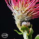 Flower-Leucospermum polymer clay. Flowers. Marina Zhadan. Online shopping on My Livemaster.  Фото №2