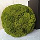 Ball of stabilized moss, Topiary, Belgorod,  Фото №1