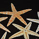 starfish natural. Natural materials. La vie Dekori. Online shopping on My Livemaster.  Фото №2