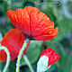 Order Interior composition "Poppies" made of polymer clay. Fairyland by Nata Vysochkova. Livemaster. . Composition Фото №3