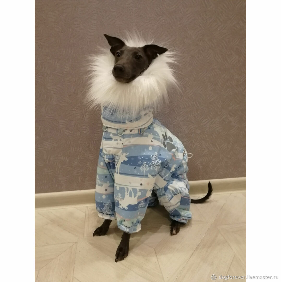 Одежда для собак - купить одежду и аксессуаров в интернет - магазине thebestterrier.ru (СПб, Москва)