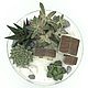 Суккуленты в стеклянном кашпо  Северный город. Флорариумы. Succulent Assorti. Ярмарка Мастеров.  Фото №5