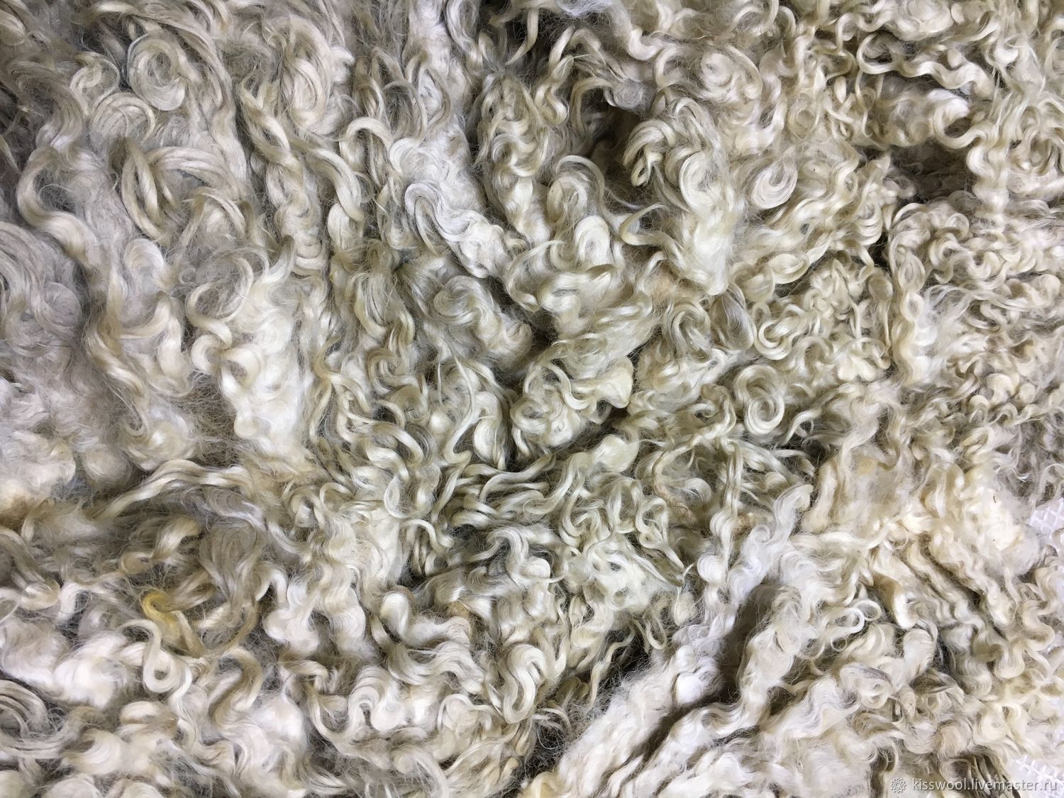 Fleece Teeswater. White. 25-30 cm. England. wool for felting, Wool, Berdsk,  Фото №1