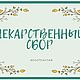 Сбор успокаивающий, Растения, Барнаул,  Фото №1