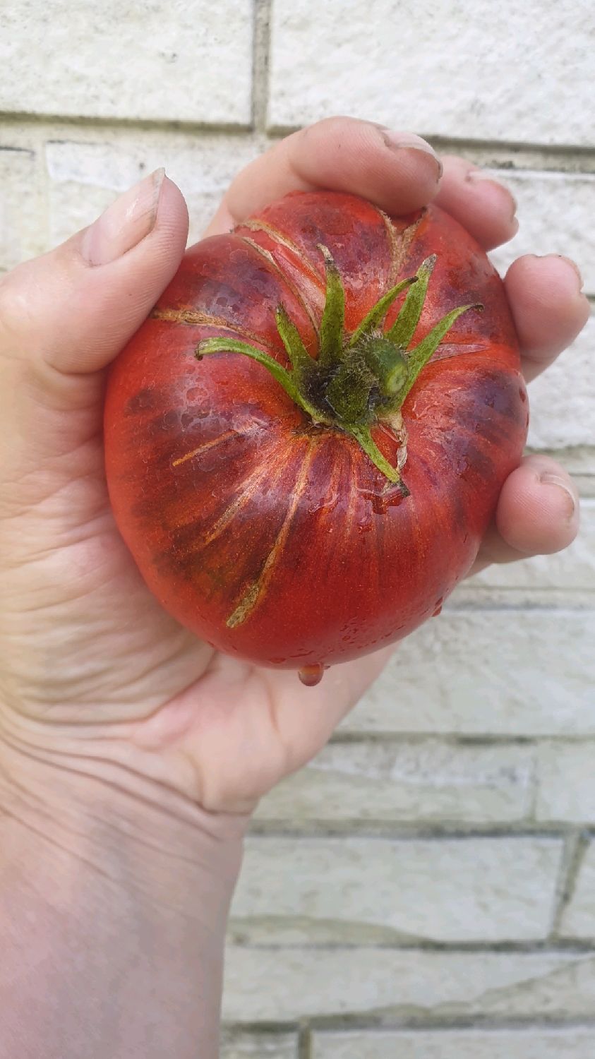 Сортовой томат Буйная красотка купить в интернет-магазине Ярмарка Мастеровпо цене 50 ₽ – TM342RU