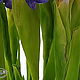 Swamp iris polymer clay. Flowers. Marina Zhadan. My Livemaster. Фото №6