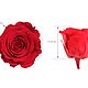 Стабилизированный Бутон розы "Red" (Standard). Цветы сухие и стабилизированные. Flority. Ярмарка Мастеров.  Фото №4