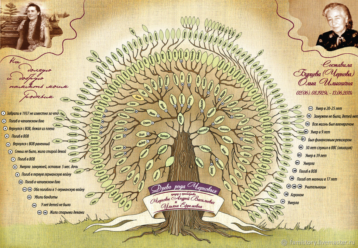 Схема рода человека. Родовое Древо. Генеалогическое дерево. Дерево предков. Генеалогическое Древо рода.
