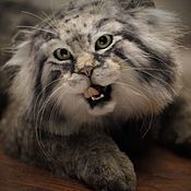 Maine Coon cat in the style of Teddy nature