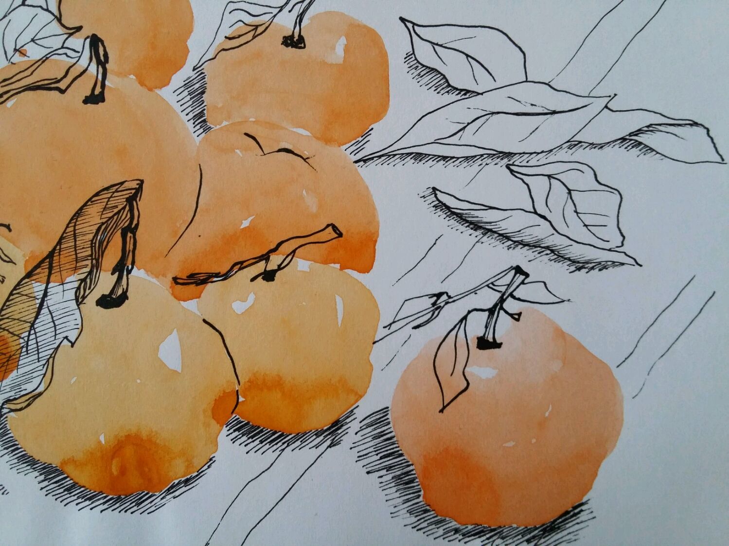Мандарин графика. Натюрморт с мандаринами акварелью. Натюрморт с мандаринами набросок. Мандарин акварелью. Рисуем мандарины акварелью.