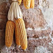 Материалы для творчества handmade. Livemaster - original item Dry corn for decoration. Handmade.