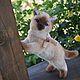Сиамский котёнок. Игрушка ручной работы, Тедди Зверята, Симферополь,  Фото №1