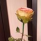 Роза Эсперанс. Цветы. 'Цветочный рай' Цветы из полимерной глины. Марина Петрик. (petrikmarina). Ярмарка Мастеров.  Фото №5