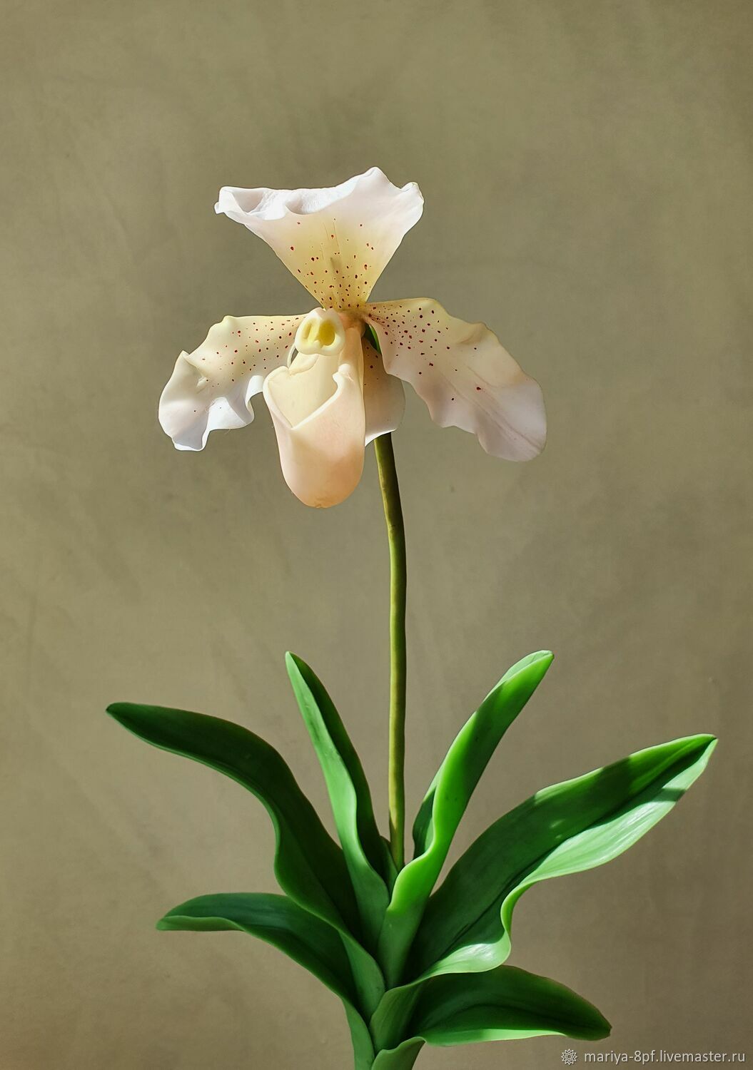 Paphiopedilum sublaeve