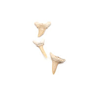 Русский стиль handmade. Livemaster - original item Fossilized shark tooth 30-34 mm. Handmade.
