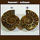 Ammonite cabochon fossil. PCs, Cabochons, Saratov,  Фото №1