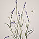 Ботаническая иллюстрация Лаванды, Картины, Мирный,  Фото №1