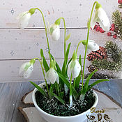 Цветы: орхидея "Аристократка"