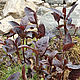 Вербейник Firecracker, многолетнее растение, саженец. Клумба. Шмелиный сад. Ярмарка Мастеров.  Фото №4