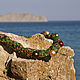 chameleon. At sunset - necklace. Necklace. Altania, beaded jewelry. Online shopping on My Livemaster.  Фото №2
