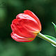Красные тюльпаны из ХФ, Цветы, Новокузнецк,  Фото №1