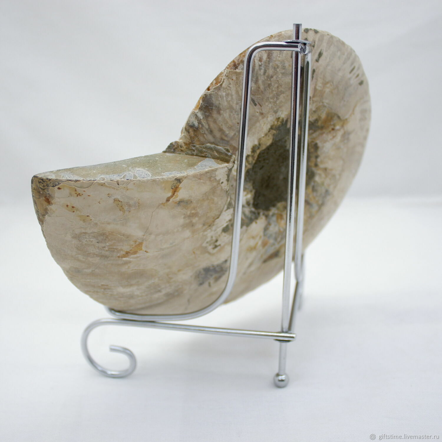 Раковина "Аммонит в разрезе" на подставке №13 – купить на Ярмарке ...