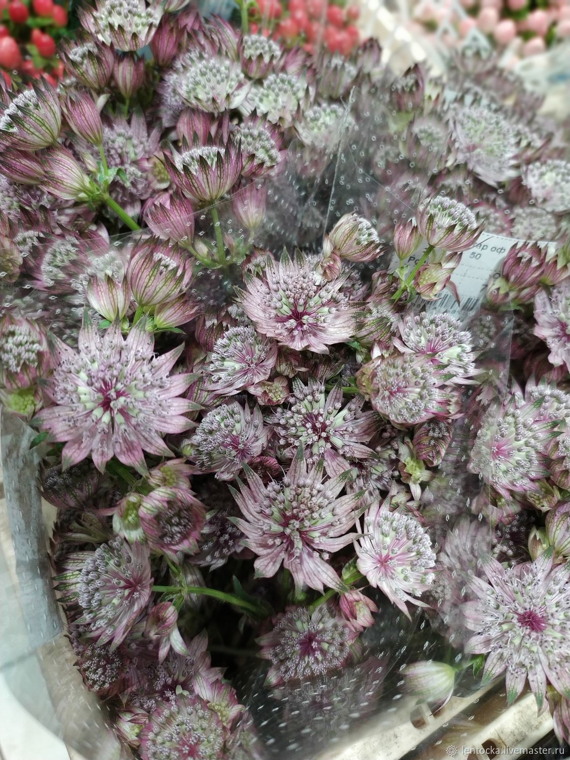 Astrantia ROMA срезка