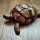 Шкатулка деревянная "черепаха", Шкатулки, Кострома,  Фото №1