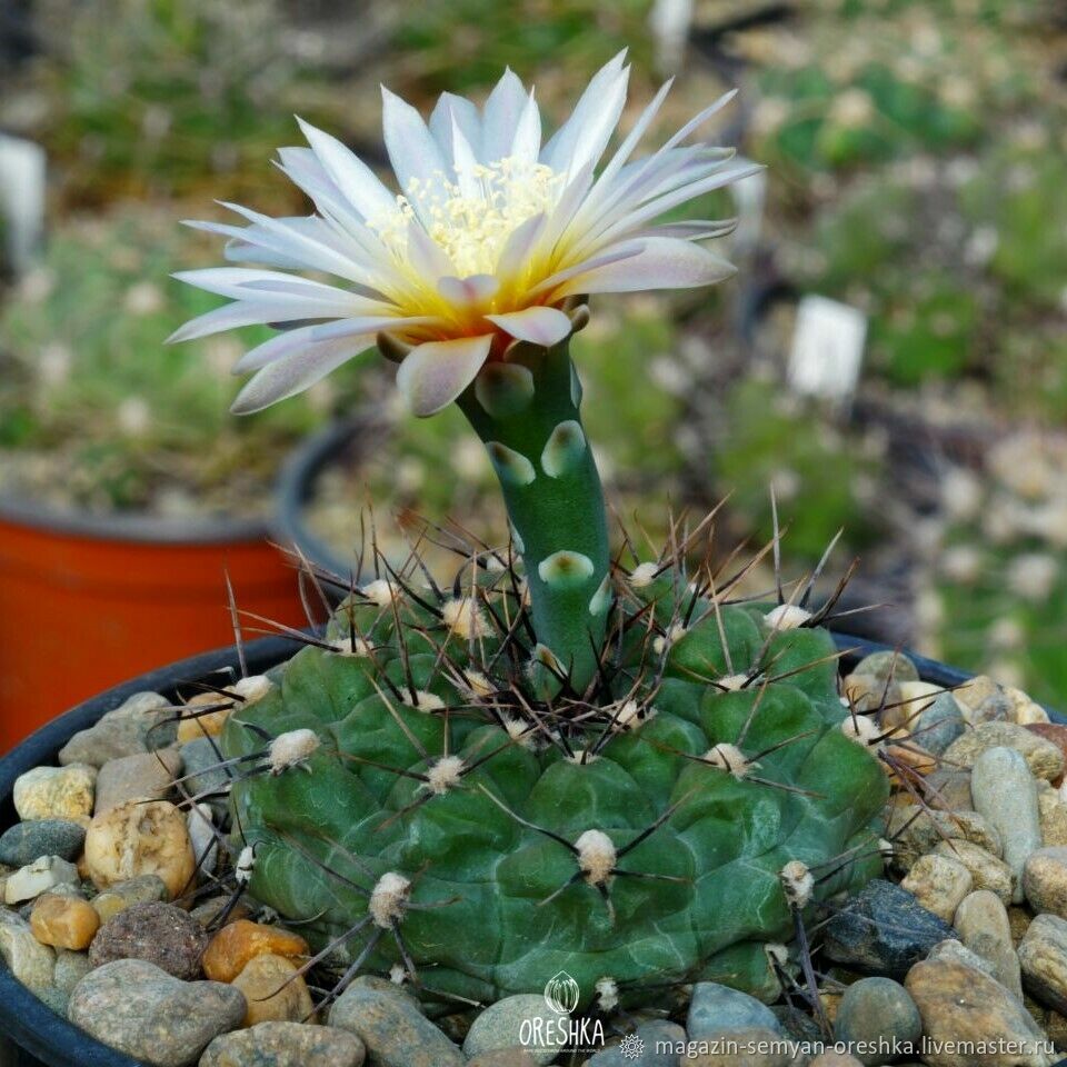 Суккулент Кактус Gymnocalycium borthii GN-1075/3935 семена 10 ШТ в ...
