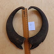 Субкультуры handmade. Livemaster - original item Goat horns paired No. №7. Along the chord 14 cm. Handmade.