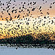 Amber. Pendant ' Flock of birds', Pendant, Kaliningrad,  Фото №1