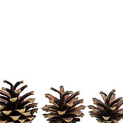 Материалы для творчества handmade. Livemaster - original item Pine cones Set of 10 PCs. Handmade.