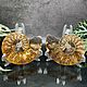 Ammonite is a natural fossil. An unusual gift art 680. Stones. Iz kamnej. Online shopping on My Livemaster.  Фото №2