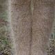 Feather Socks knitted 'DOWN CHIC' 100% goat down. Knee. KOZAmoDA (kozamoda) (kozamoda). Online shopping on My Livemaster.  Фото №2