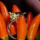 Заказать Кольцо "Древний Египет " из золота 750 с негретым Рубином. BUGAKOV jewelry. Ярмарка Мастеров. . Перстень Фото №3