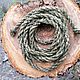 Order Green twisted belt For success in business and endeavors. Nettle products (Krapivamm). Livemaster. . Belt Фото №3