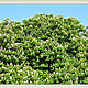 Фотография для печати Цветение каштанов / Photo Chestnut Blossom. Фотографии. Художественный салон Juliavasiart. Ярмарка Мастеров.  Фото №6