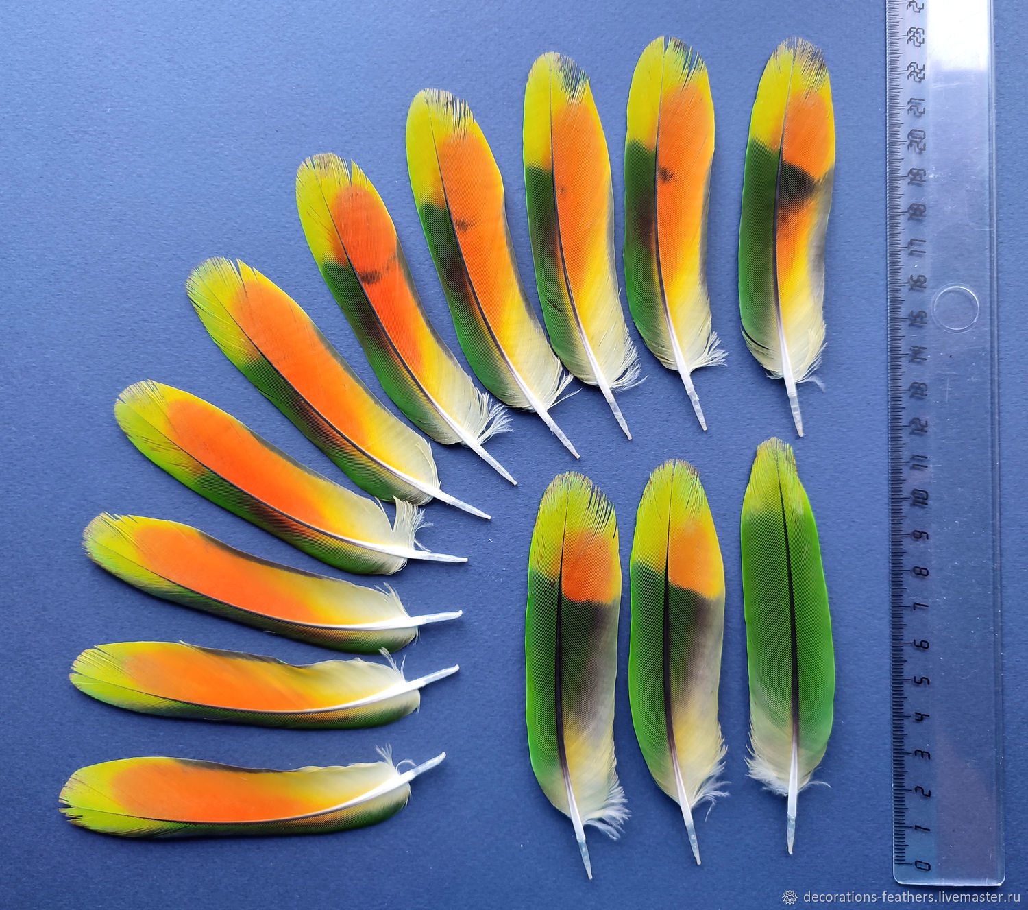 Перо попугая. Какие перья попугая. Яркие перья. Перышки попугая. Попугаев хвост цветок.