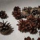 50 PCs. Pine cones, Natural materials, Samara,  Фото №1
