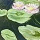  Oil painting.Nenuphars. Pictures. zhivopis-24. Online shopping on My Livemaster.  Фото №2