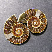 Материалы для творчества handmade. Livemaster - original item The Ammonite. pair. Handmade.